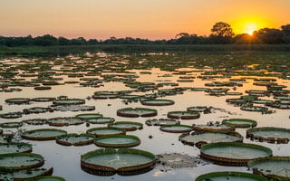 Mato Grosso