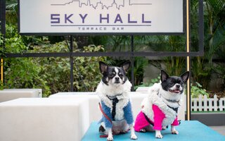 Pet Brunch Sky Hall