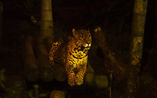 Meu Teto de Estrelas no Zoológico de São Paulo | Na Cidade