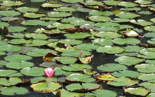 Visitar o Jardim Botânico