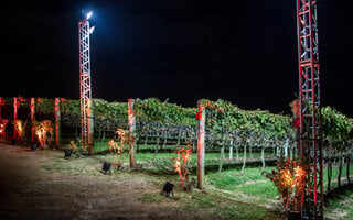 Conhecer a Vinícola Goes em São Roque