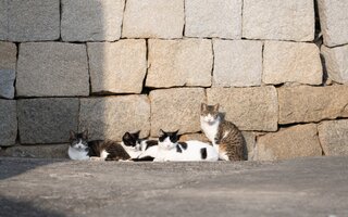 Maior encontro de gatos da América Latina | Na Cidade