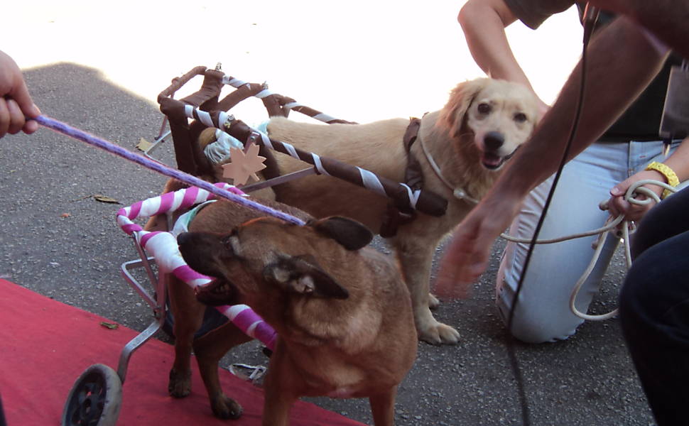 Prefeitura faz festa de adoção de animais em São Paulo