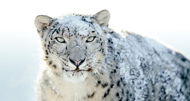 Viagens: Zoológicos para ver animais exóticos ao redor do mundo