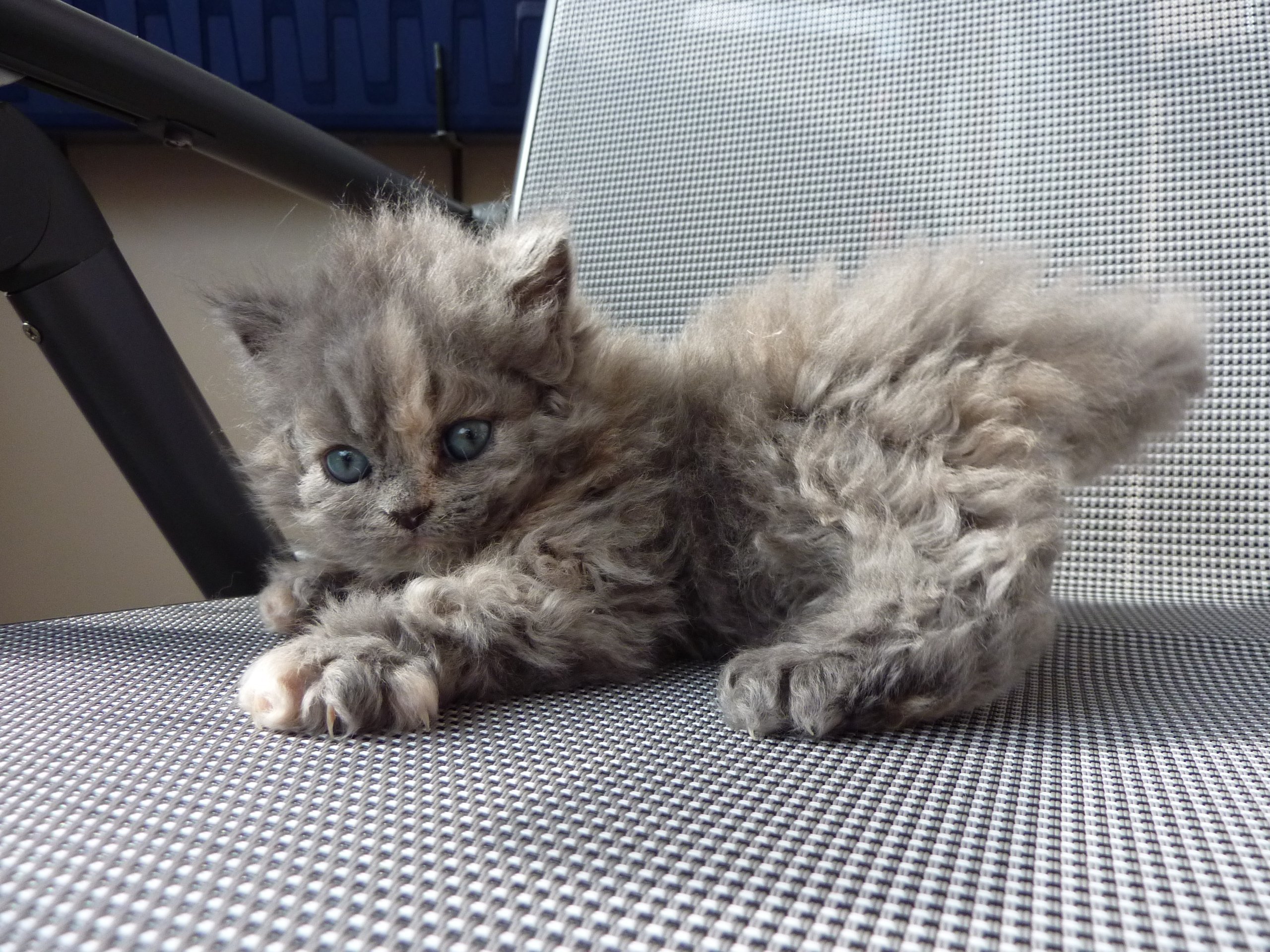 Avenida Paulista recebe maior evento de gatos da América Latina