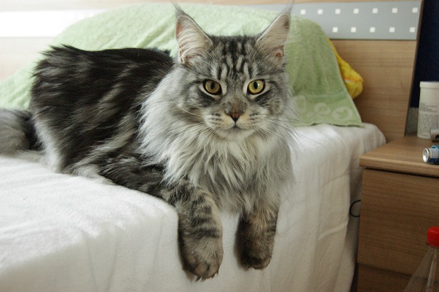 Maine Coon 