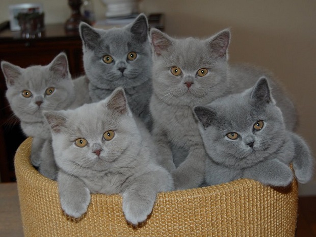 British Shorthair