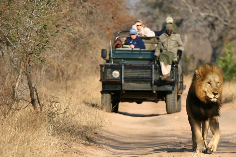 7 safáris imperdíveis na África